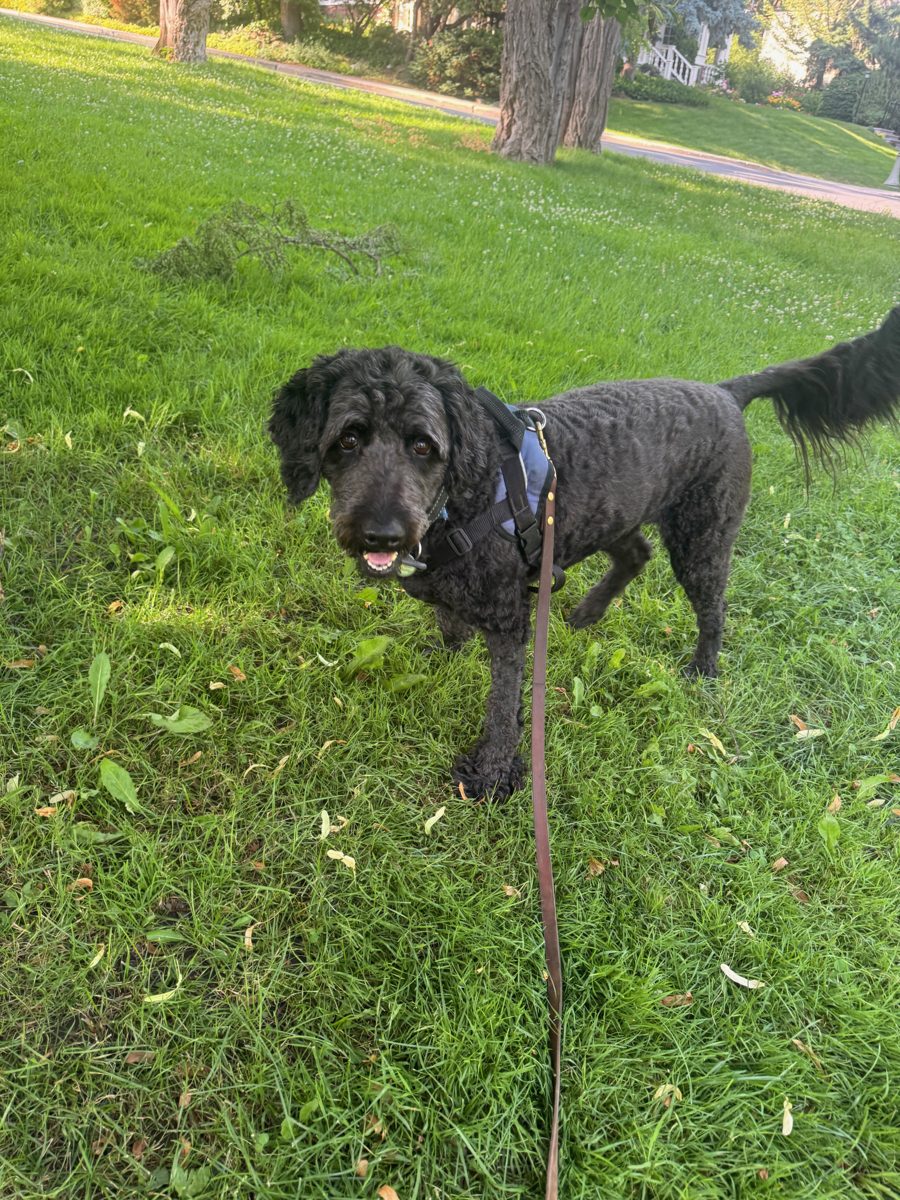 Black labradoodle on a walk in the park