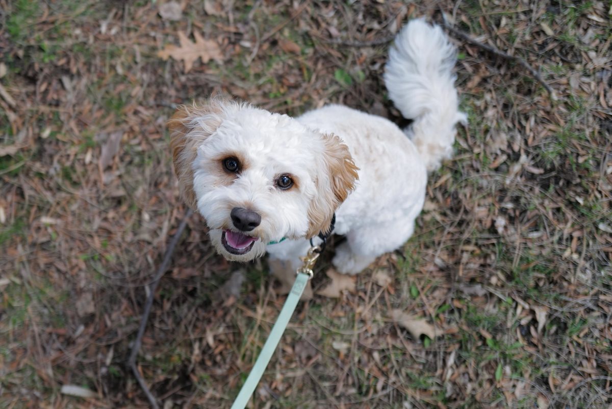 Small white dog looking up mid-walk